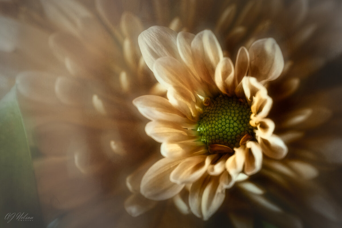 Flowers-From-Leif-4IR.jpg
