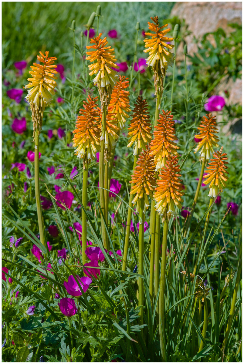 flowers.jpg