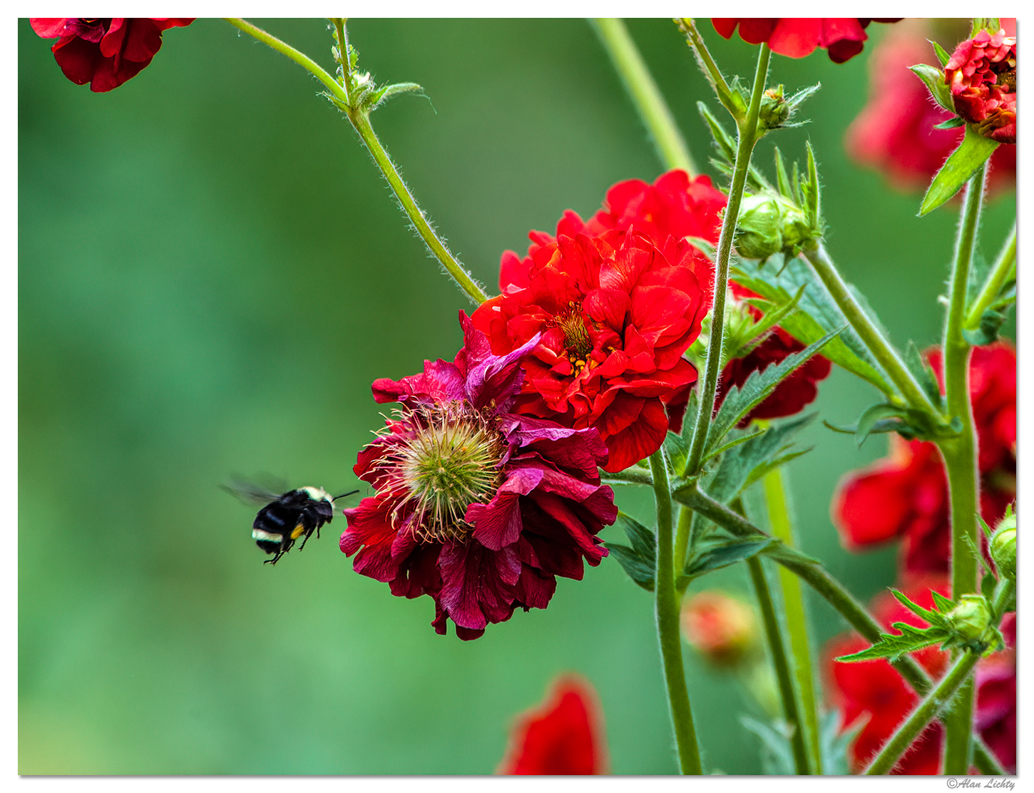 flowersbumblebee.jpg