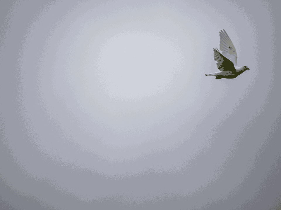 Homing Pigeon | Focal World