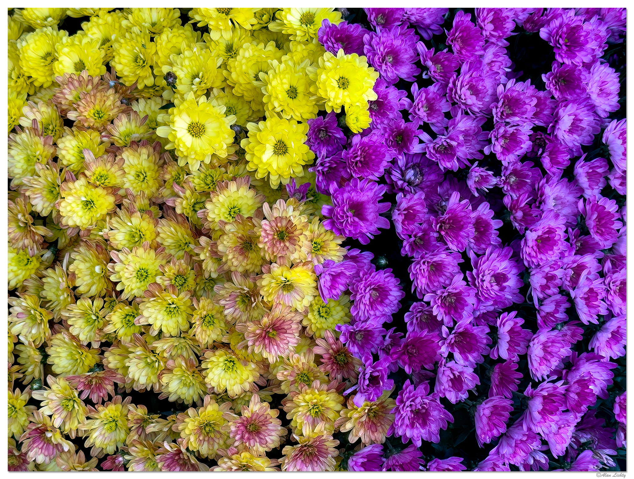 FMBlooms-Mums4.jpg