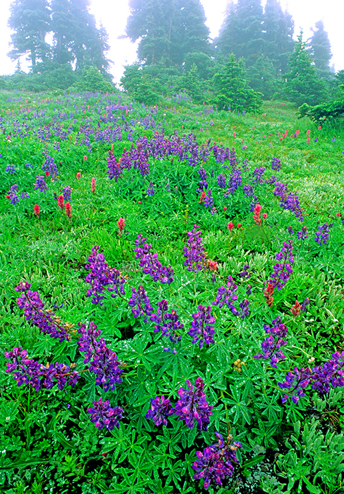 foggy lupines.jpg