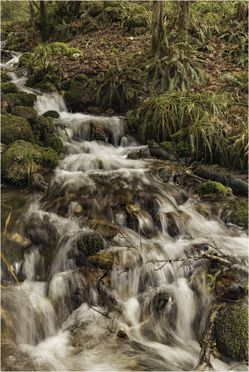 Forest Stream copy.jpg