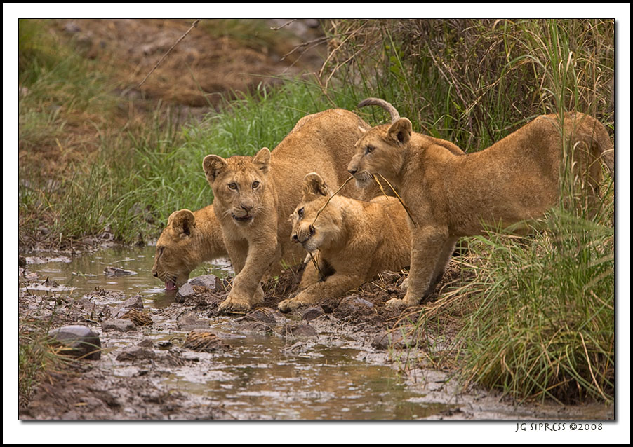 fourcubs1.jpg