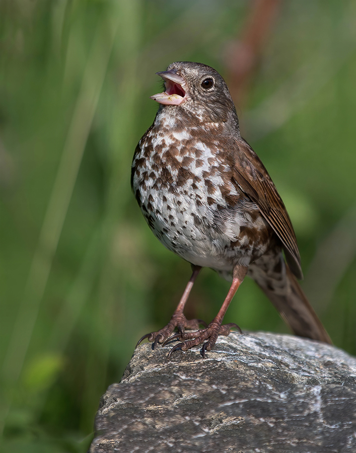 Fox Sparrow 900.jpg