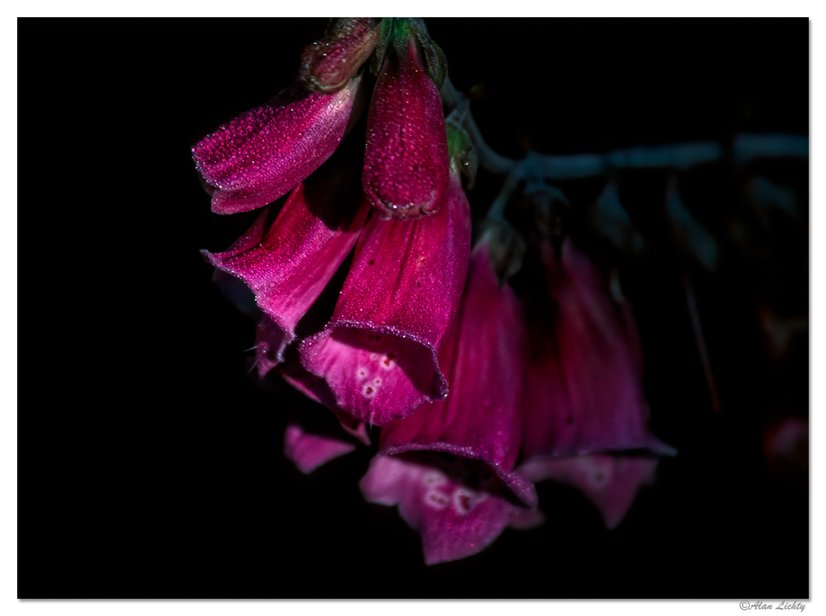 FoxGlove.jpg