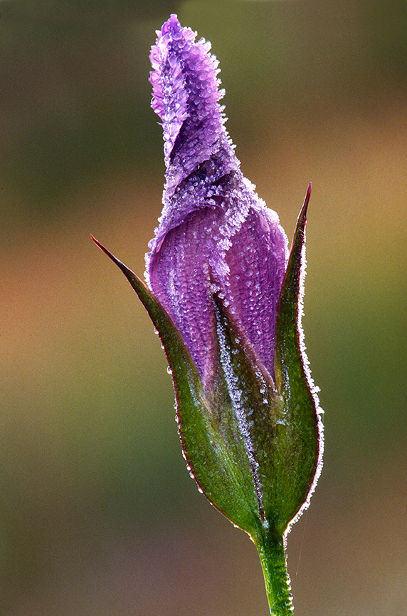 Frosted Fringed Gentian.jpg