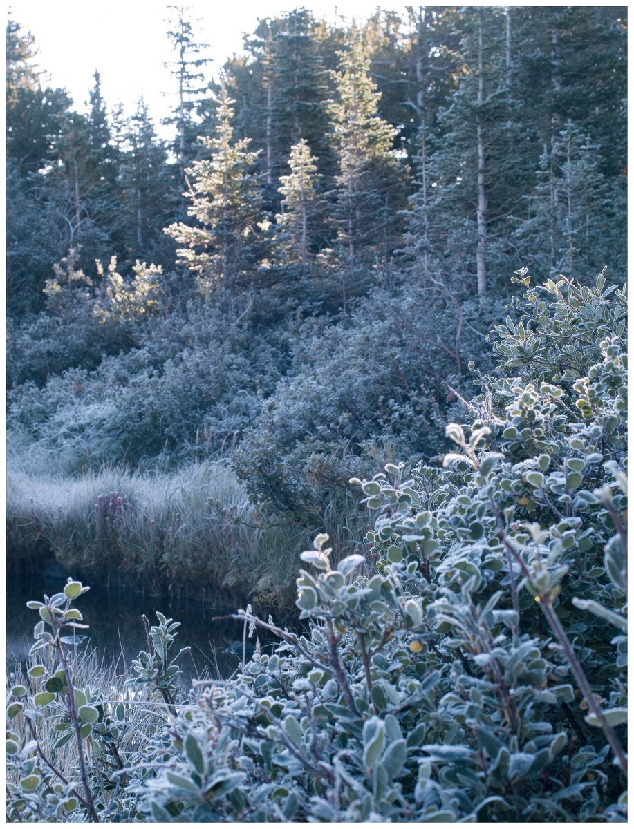 Frosty morn at rrl.jpg