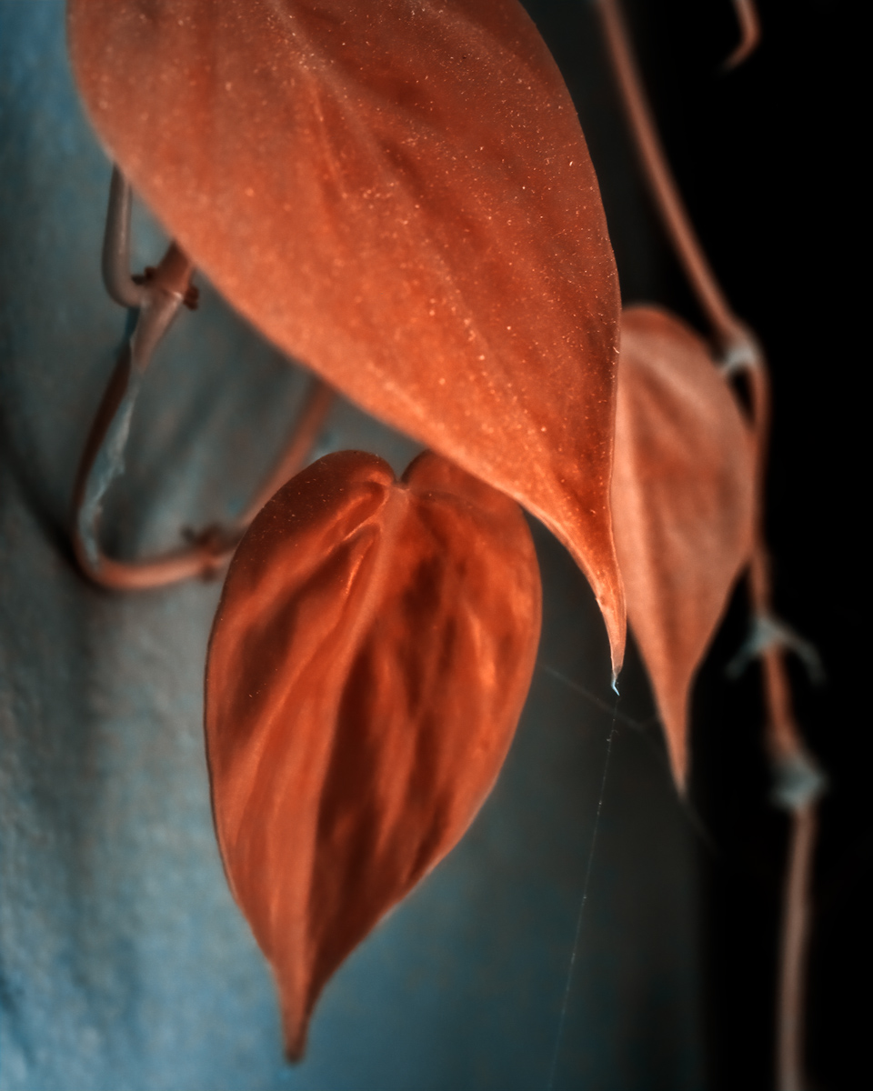 FS---Test--4.1.jpg