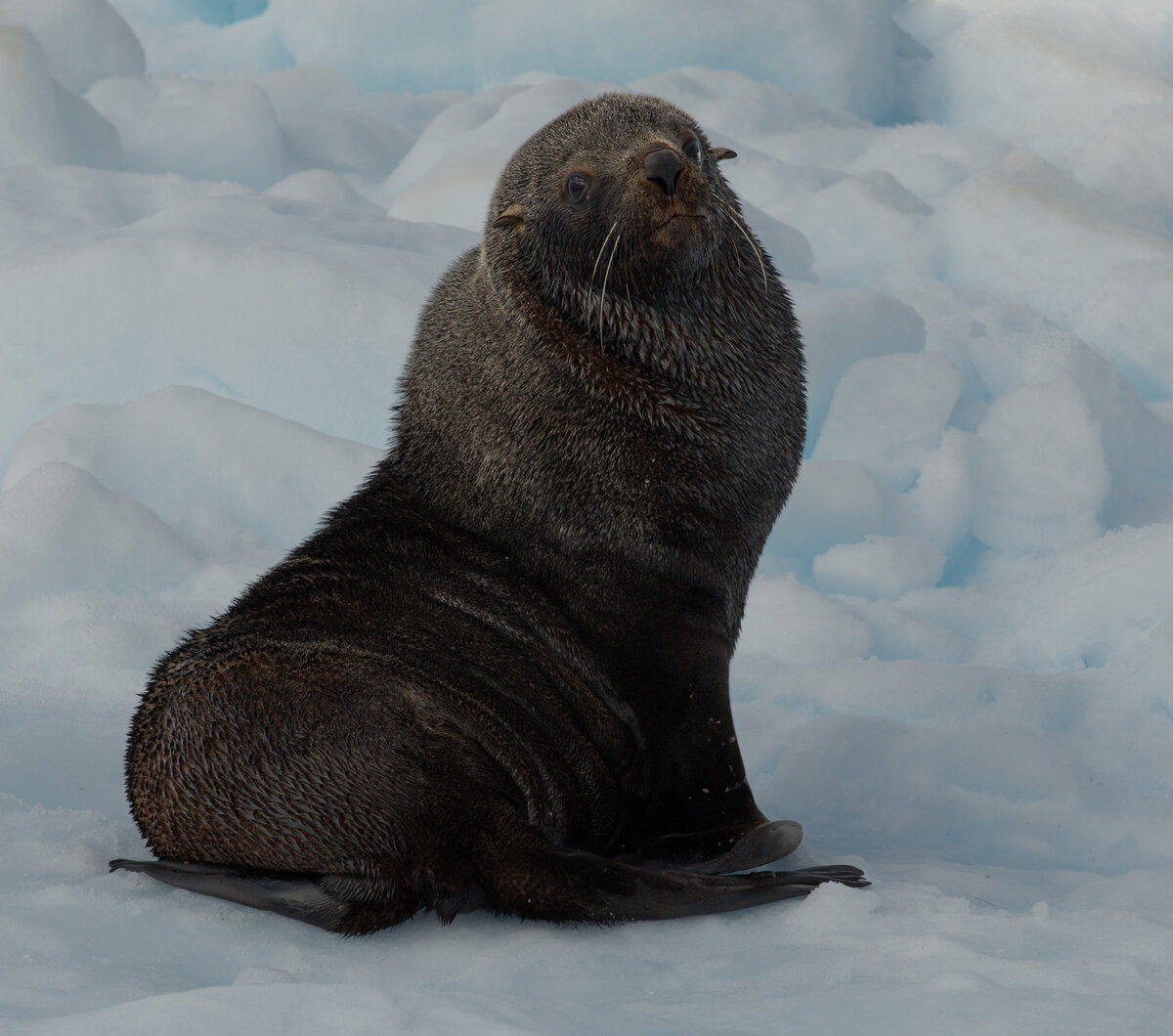 Fur seal.jpg