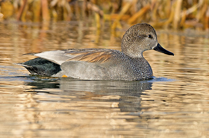Gadwall Sedona wetlands.jpg