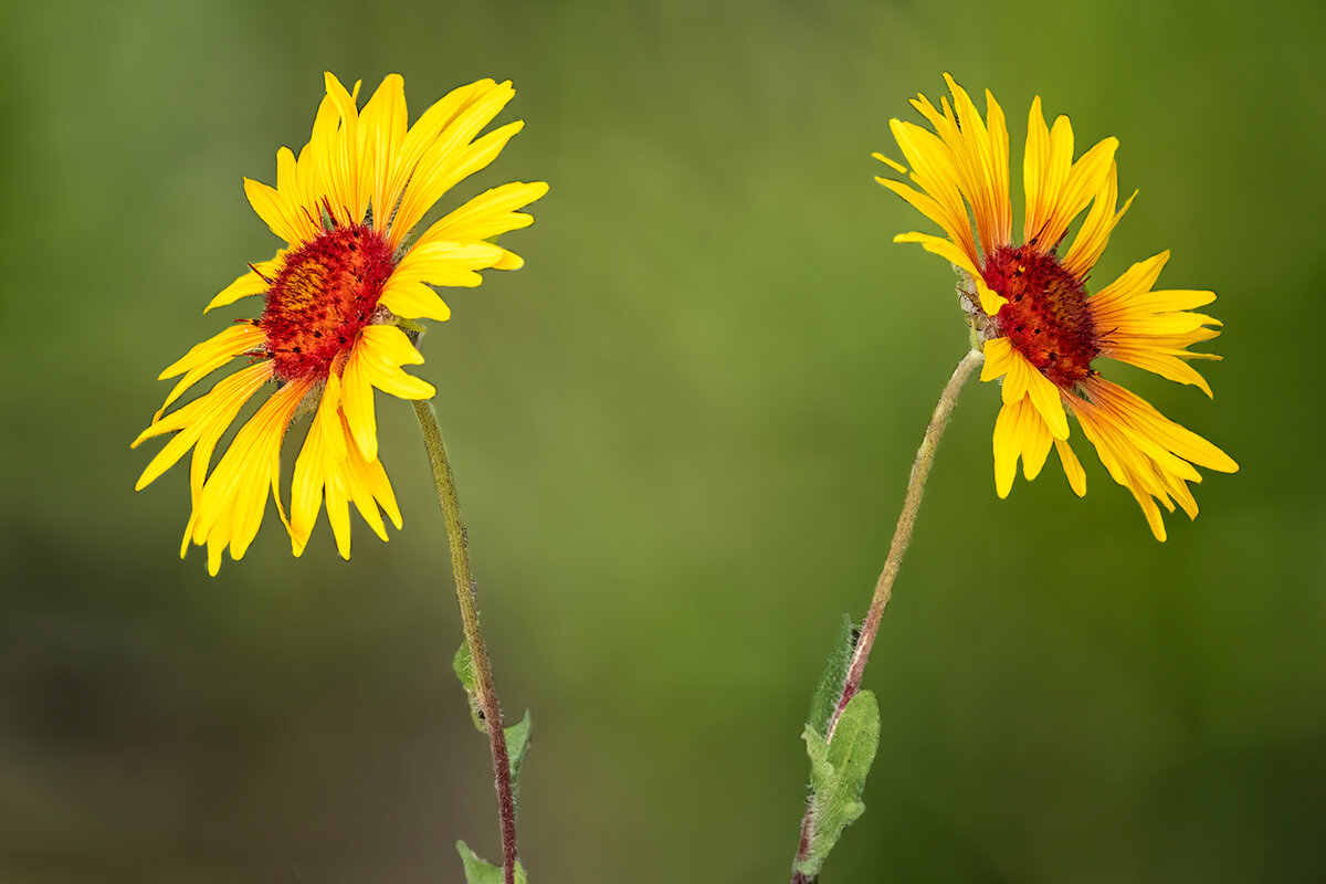 GaillardiaSelectionBlurNoiseSharpEdges.jpg