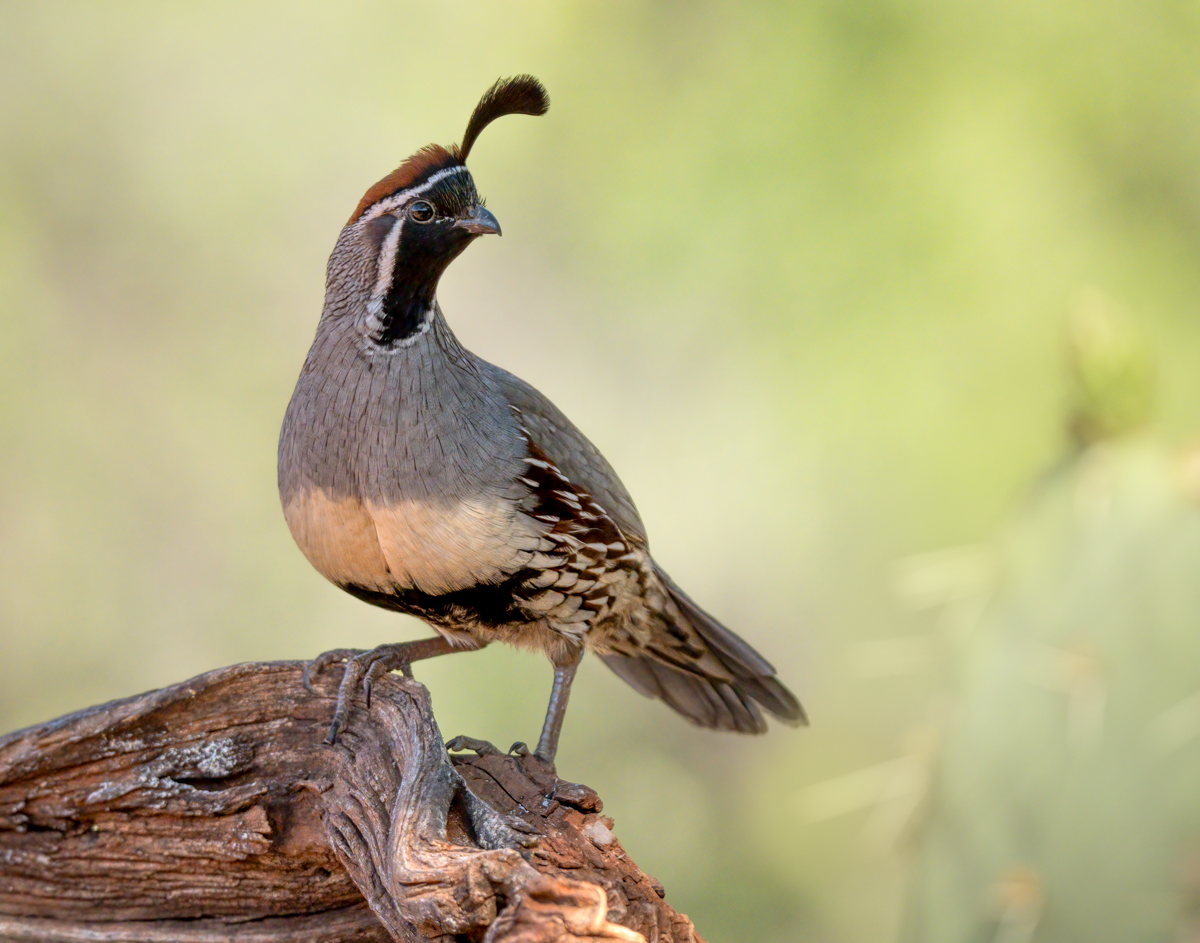 Gambel's quail 1366-Edit.jpg