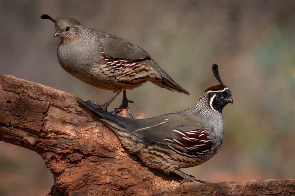 Gambel's Quail-5610-Edit-Edit.jpg