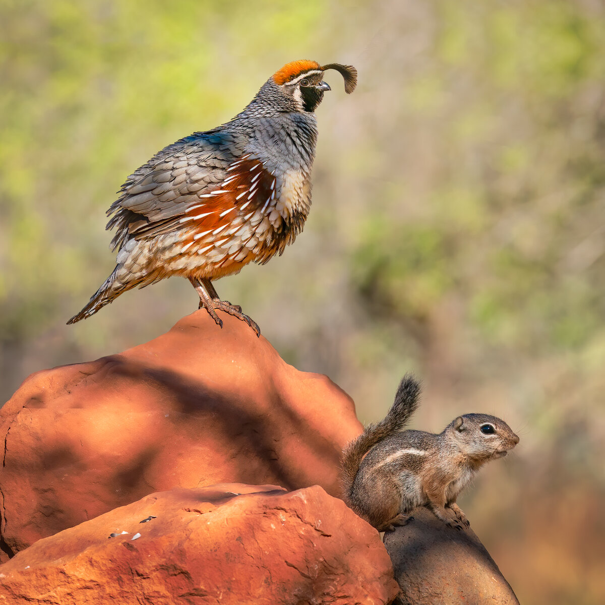 Gambel's Quail-6502-Edit-Edit.jpg