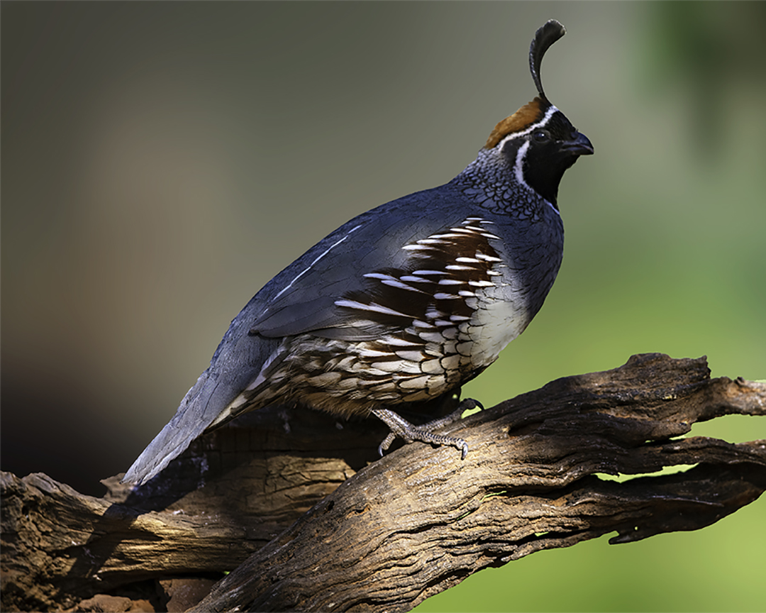 Gambel's Quail Eric's yard.jpg