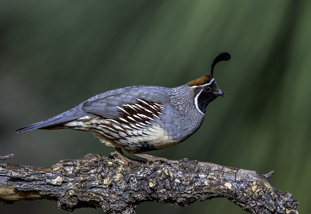 Gambel's Quail.jpg