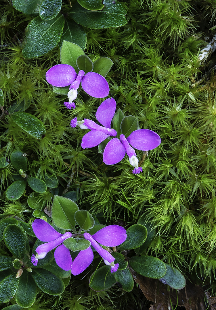 Gaywings and moss.jpg