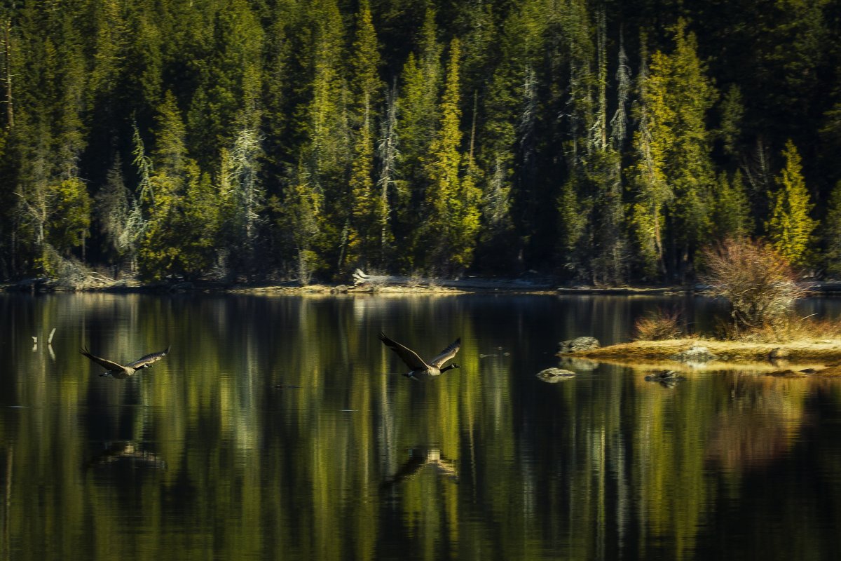 GeeseAtWennatchee_2345.jpg