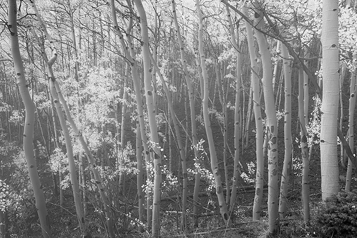 GhostForestBW.jpg