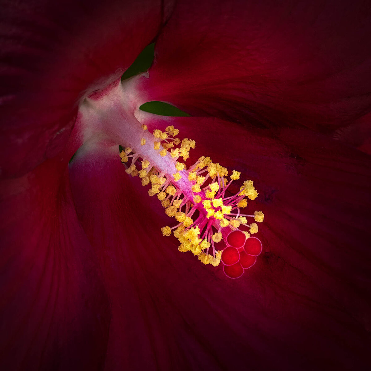 Giant Hardy Hibiscus Focal World