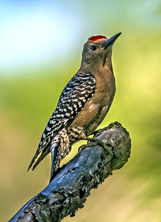 Gila Woodpecker (1 of 1)-3.jpg