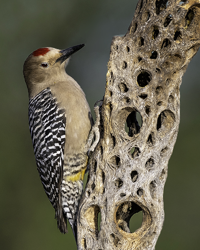 Gila Woodpecker.jpg