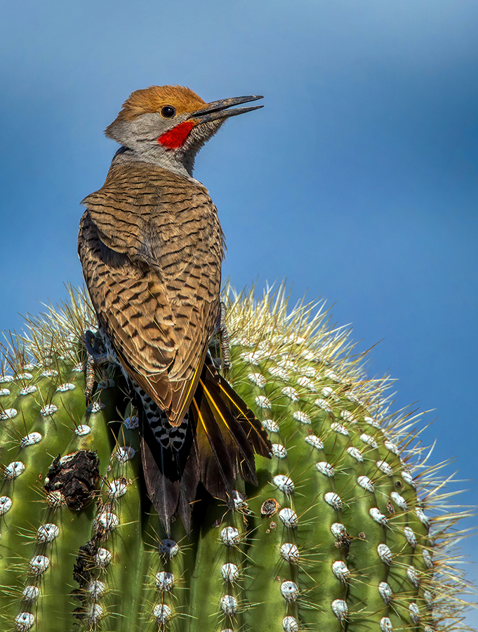 Gilded Flicker.jpg