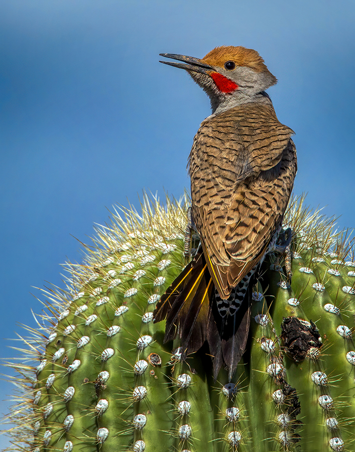 Gilded Flicker.jpg