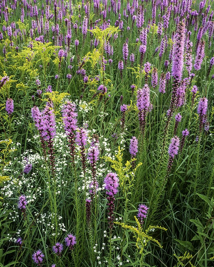 Ginsberg-Markham Prairie.jpg