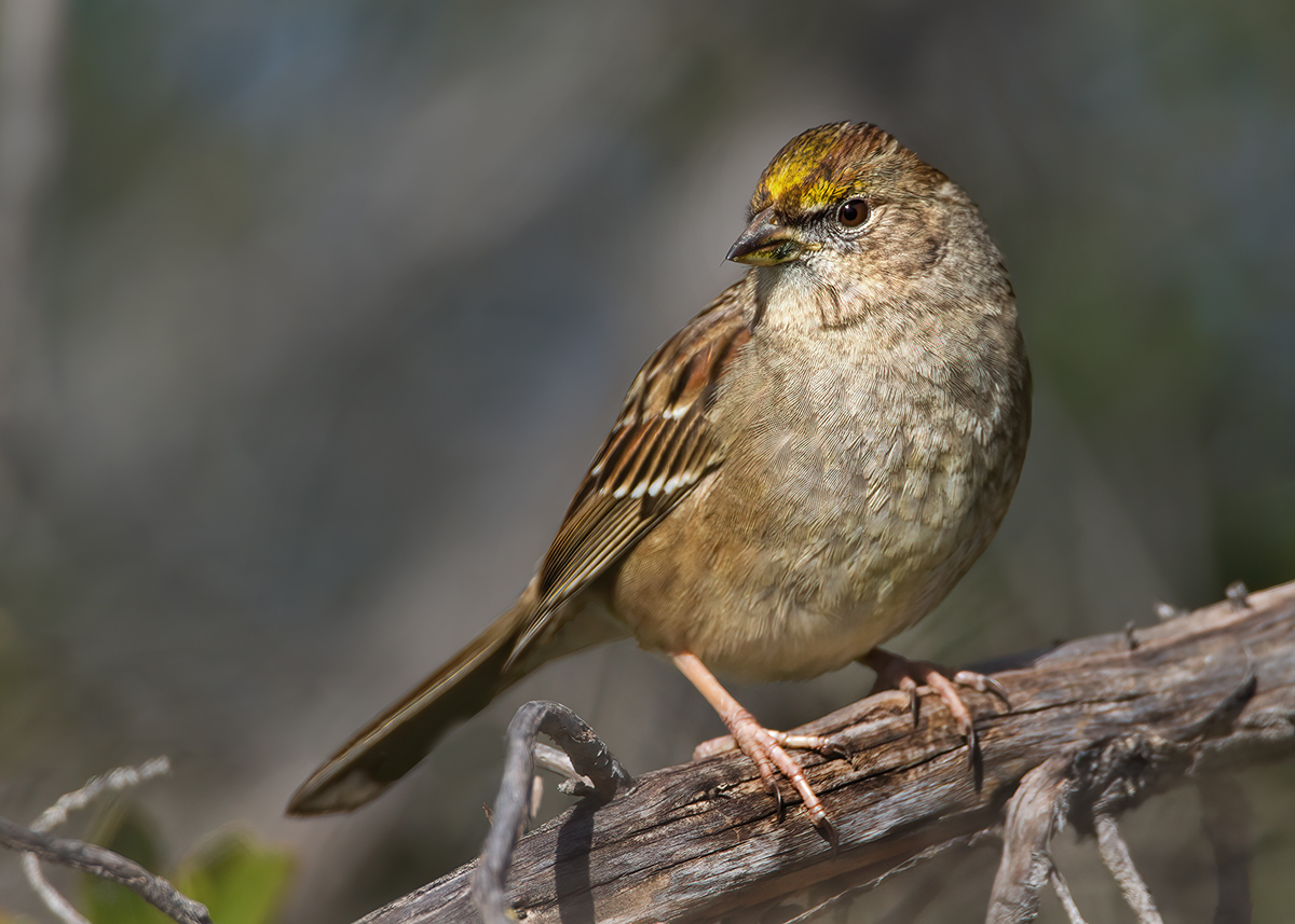 Golden-crowned Sparrow.jpg