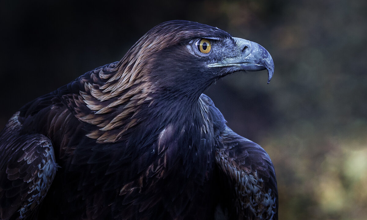 Golden Eagle 2-9039-Edit-2.jpg