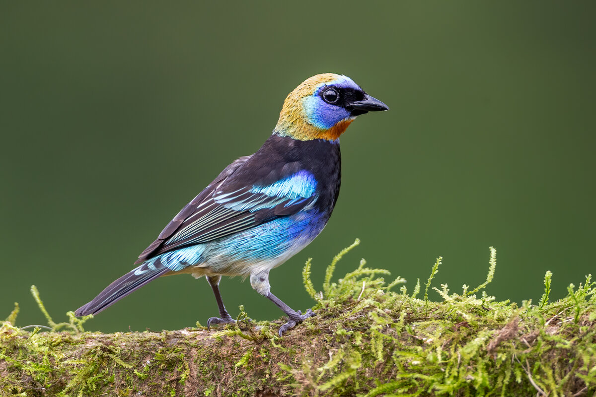 Golden Hooded Tanager2429-Edit.jpg