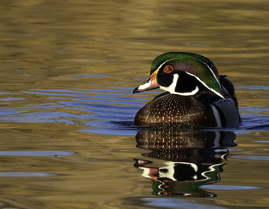 golden pond wood duck.jpg