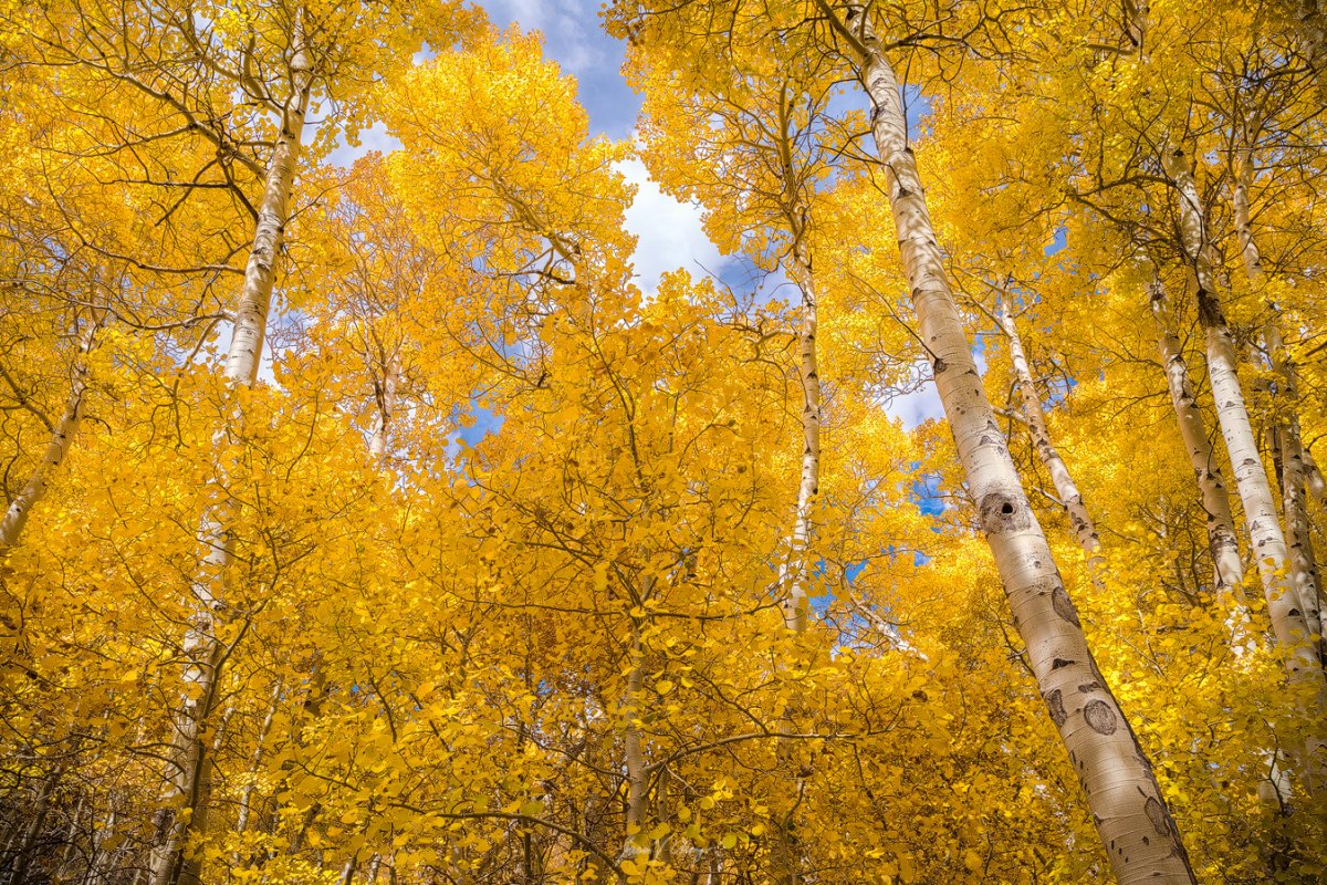 Golden-Shroud (1).jpg
