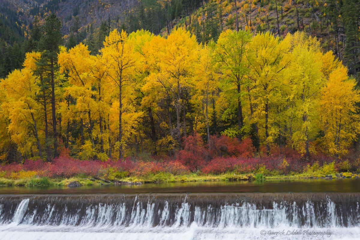 Golden Weir II.jpg