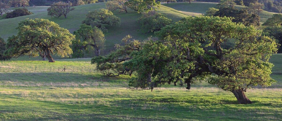 GoldenOaksPano2_1w.jpg