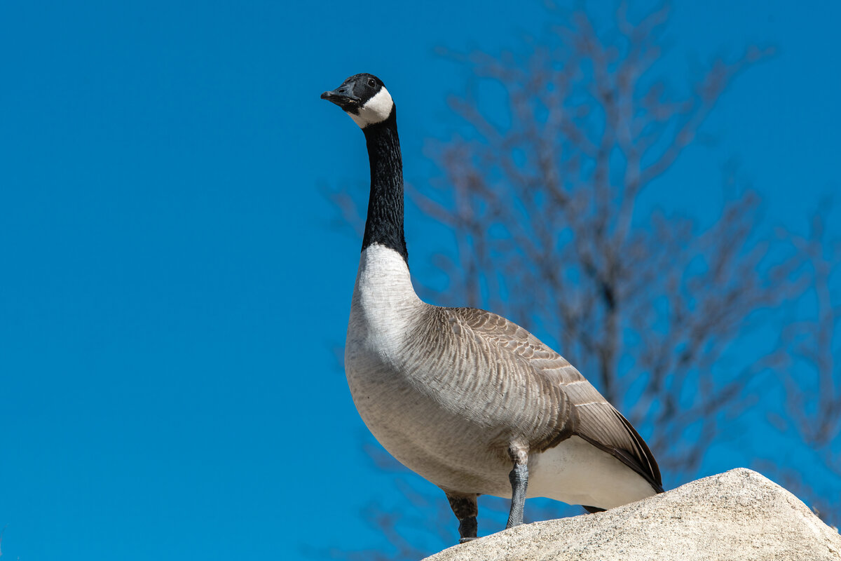 Goose.jpg