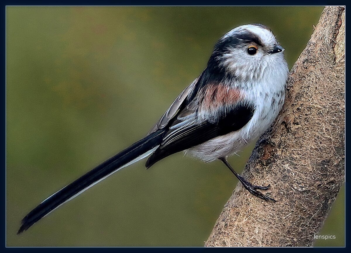 GORGEOUS LITTLE LONG TAILED TIT copy.jpg