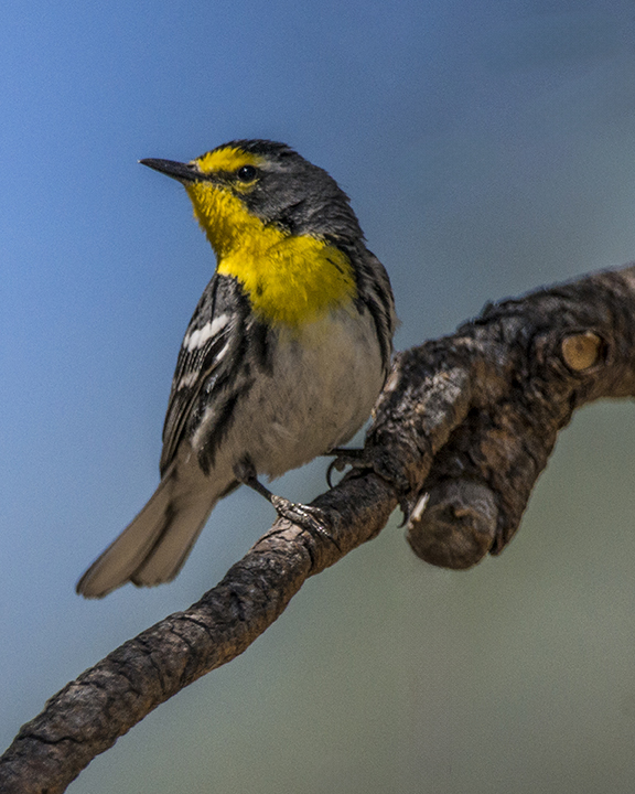 Grace's Warbler (1 of 1).jpg