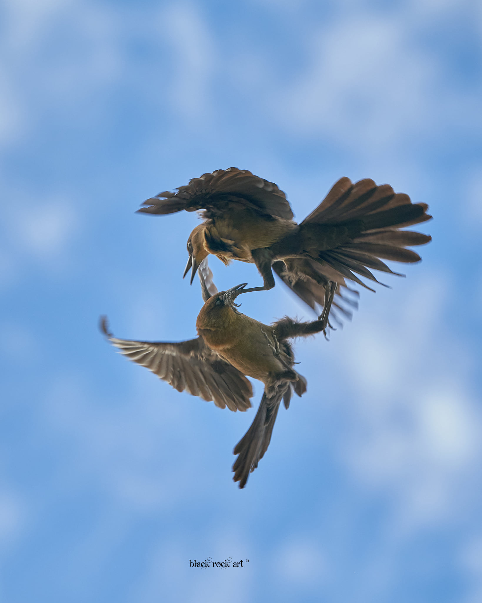 Grackles01.jpg