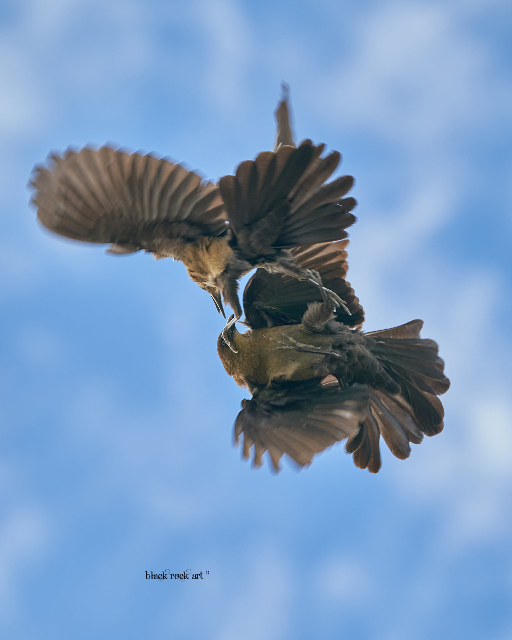 Grackles02.jpg