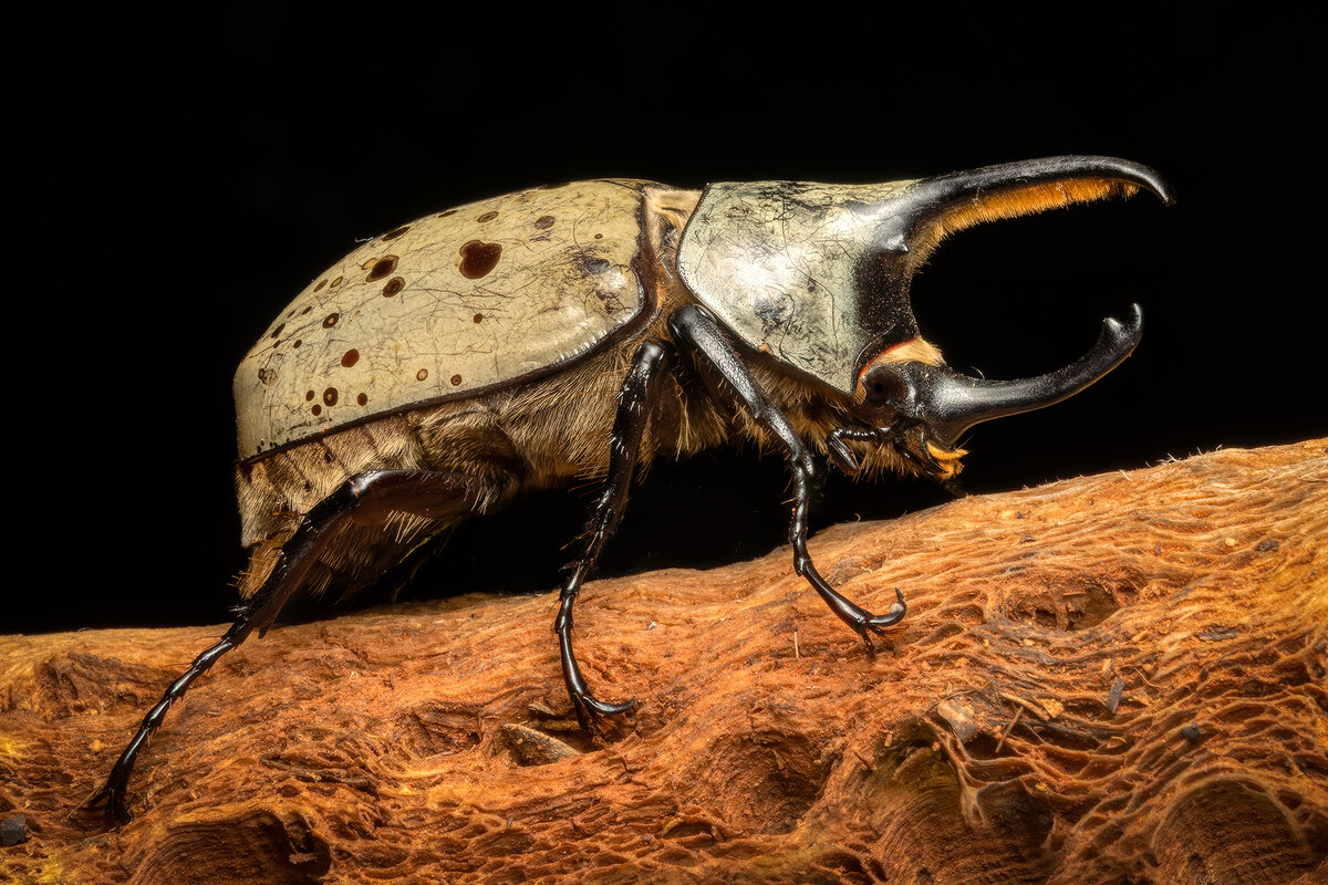 Grant's Hercules Beetle-0670-Edit.jpg