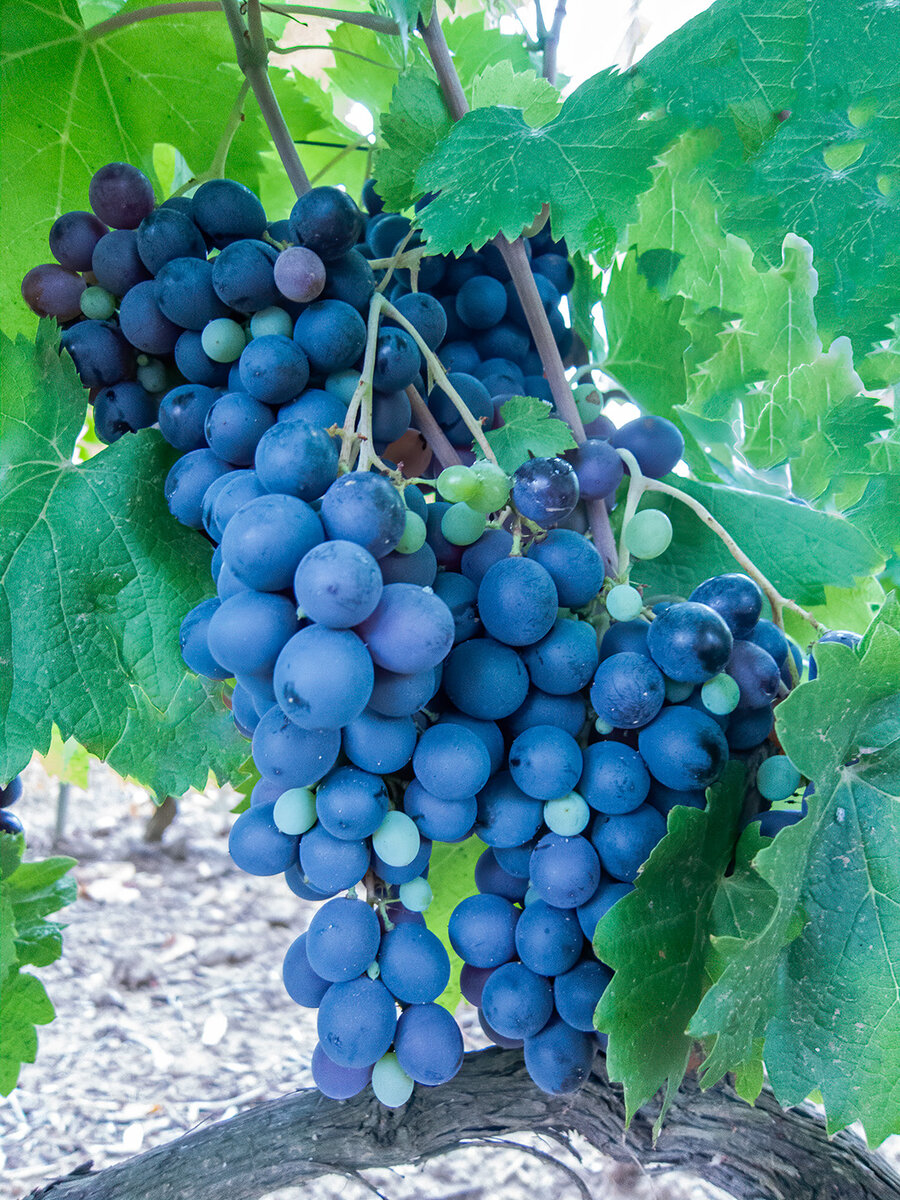 grapes.jpg