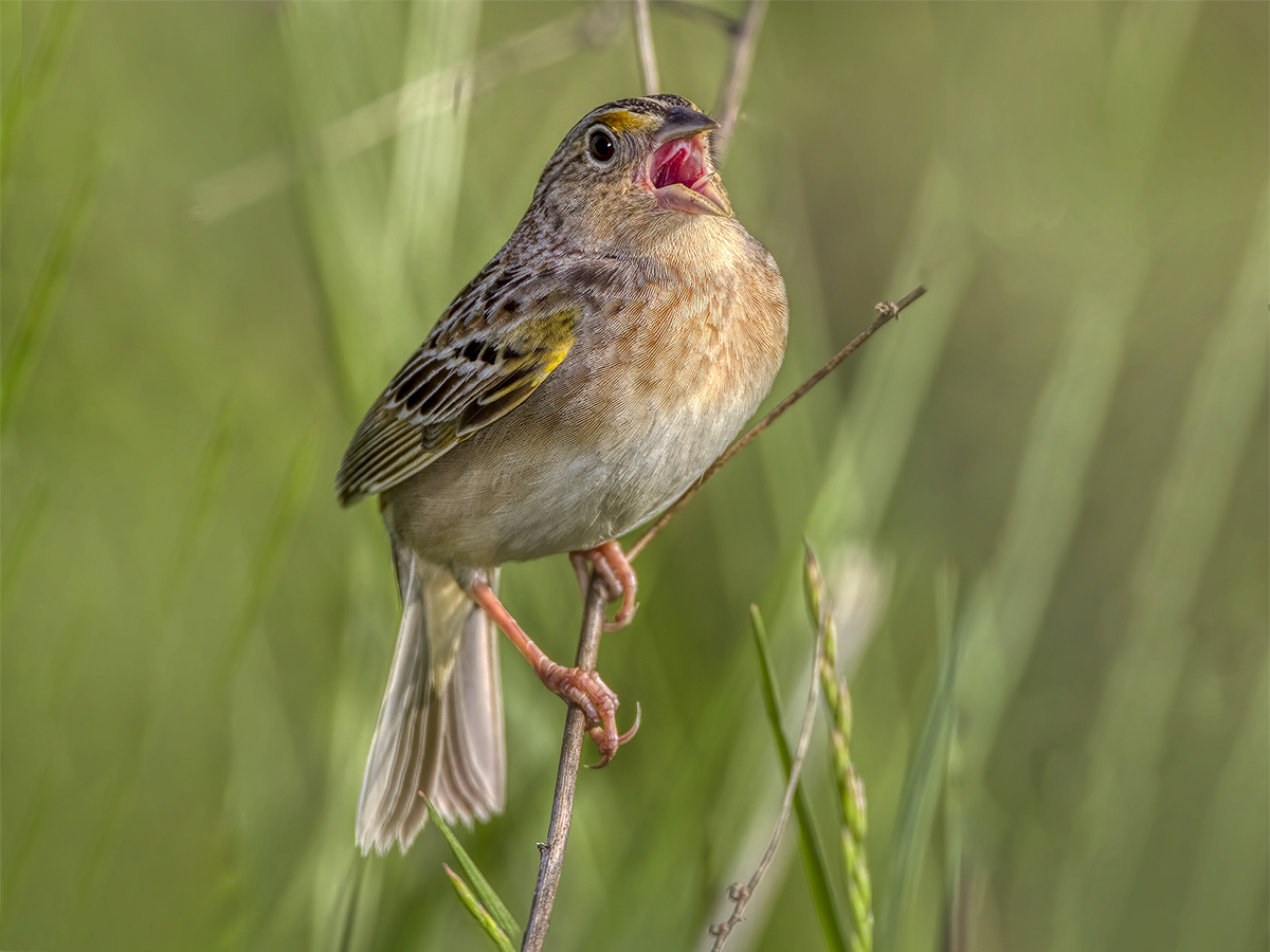 Grasshopper sparrow.jpg