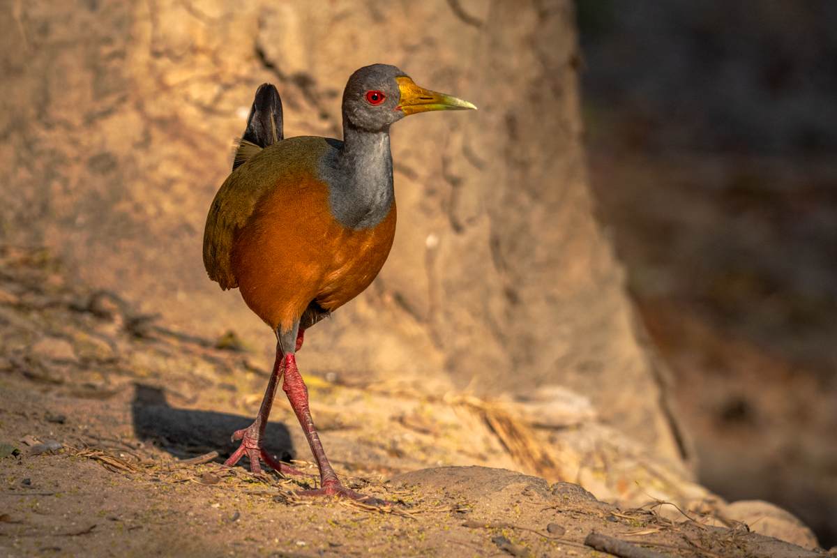 Gray-cowled Wood-Rail-09400-Edit.jpg