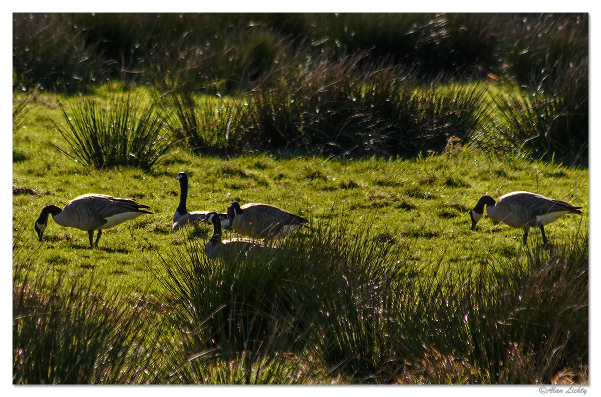 GrazingGeese.jpg