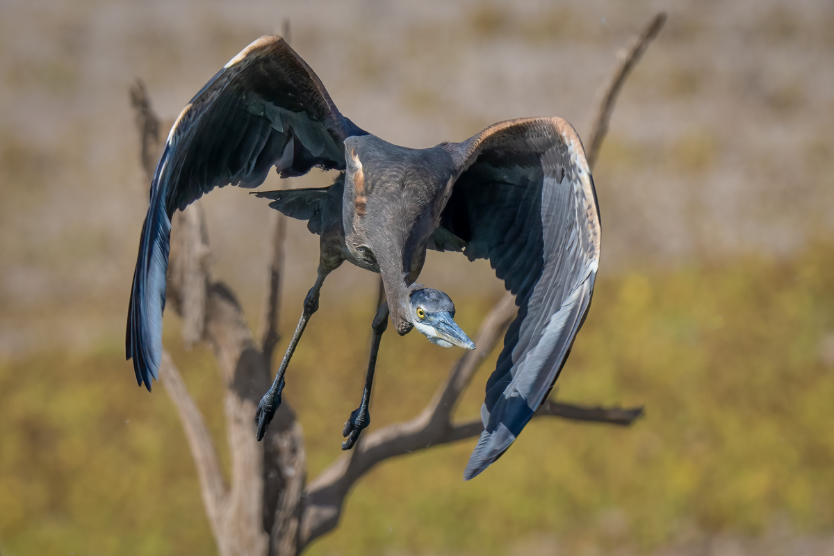 Great blue heron-03858-Edit.jpg