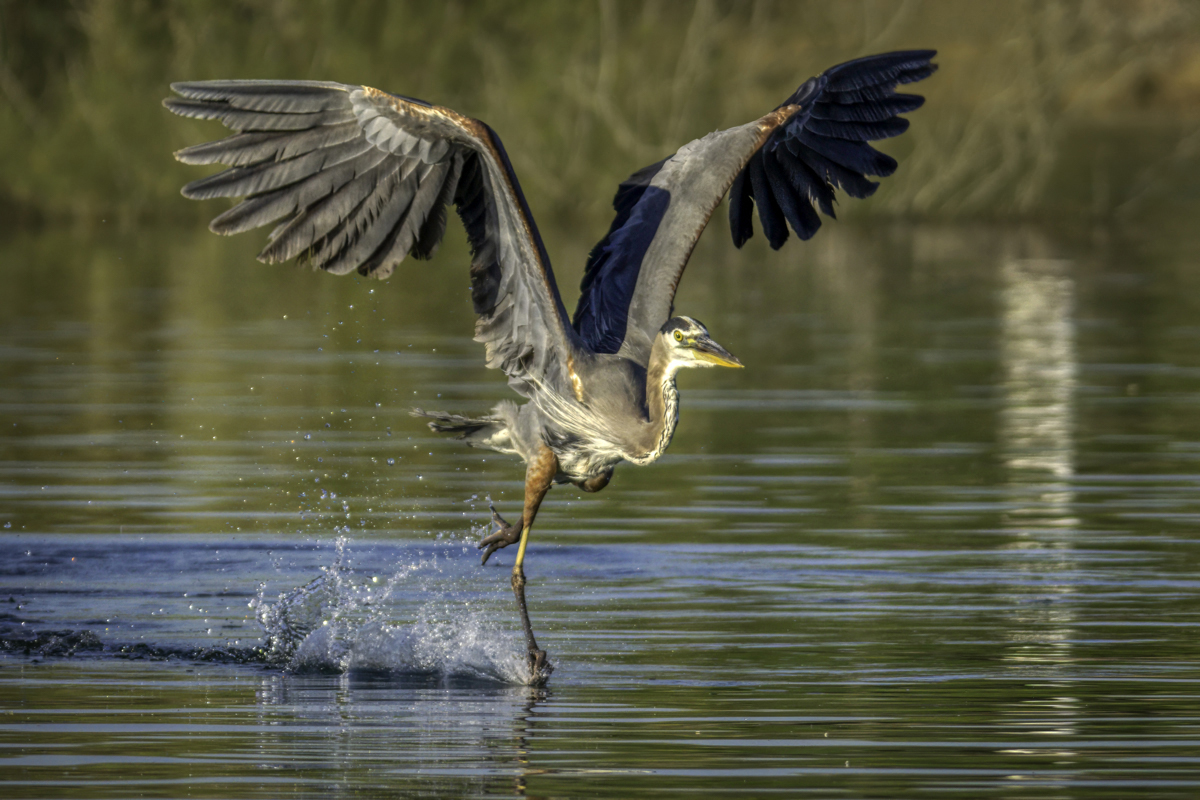 Great Blue Heron-08592-Edit.jpg