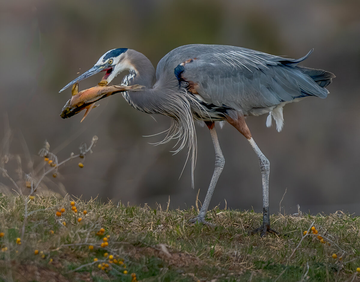 Great Blue Heron-0987-Edit.jpg